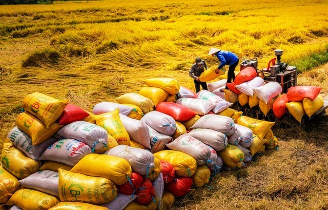 Gạo Việt khẳng định vị thế: Dấu ấn từ xúc tiến thương mại và hội nhập