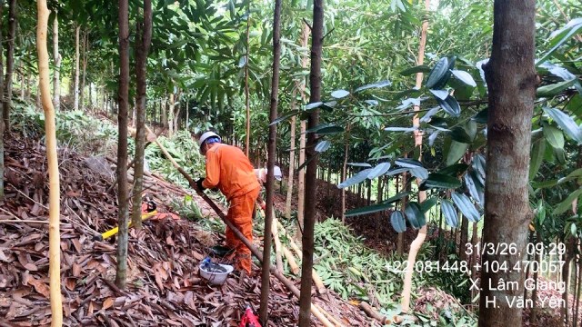Điện lực Văn Yên (CTĐL Lào Cai) giảm thiểu nguy cơ mất an toàn hành lang lưới điện cao áp, đảm bảo an toàn điện trong nhân dân