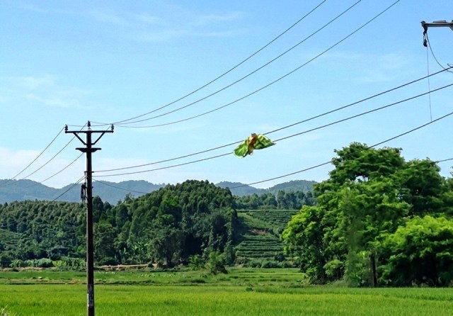 CTĐL Phú Thọ cảnh báo nguy cơ sự cố lưới điện do thả diều vi phạm hành lang an toàn