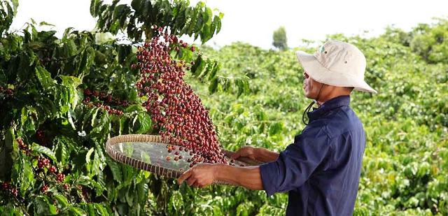 Nestlé công bố báo cáo tiến độ Chương trình NESCAFÉ Plan 2030: Tăng cường áp dụng nông nghiệp tái sinh, tăng năng suất và giảm phát thải khí nhà kính