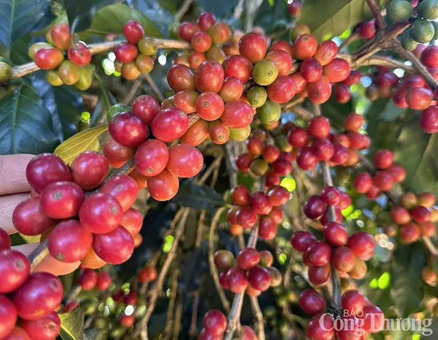 Xuất khẩu cà phê đón tín hiệu tích cực từ EU