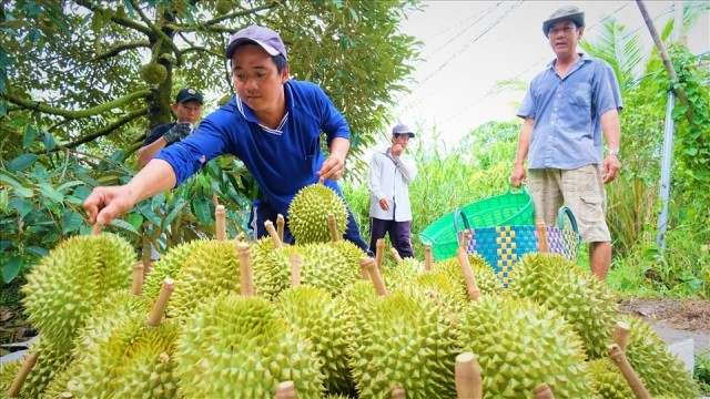 Xô đổ kỷ lục của cả năm ngoái, ‘trái cây vua’ băng băng trên đỉnh lịch sử