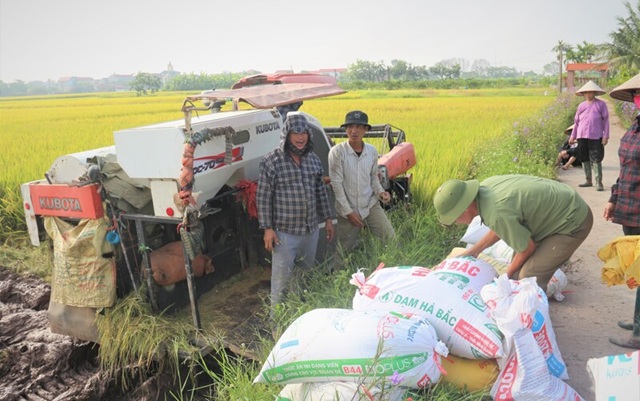 Nguồn cung dồi dào, giá gạo xuất khẩu tiếp tục chịu áp lực giảm