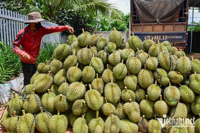 Xuất khẩu sầu riêng tăng mạnh, vì sao giá ngày càng rẻ?