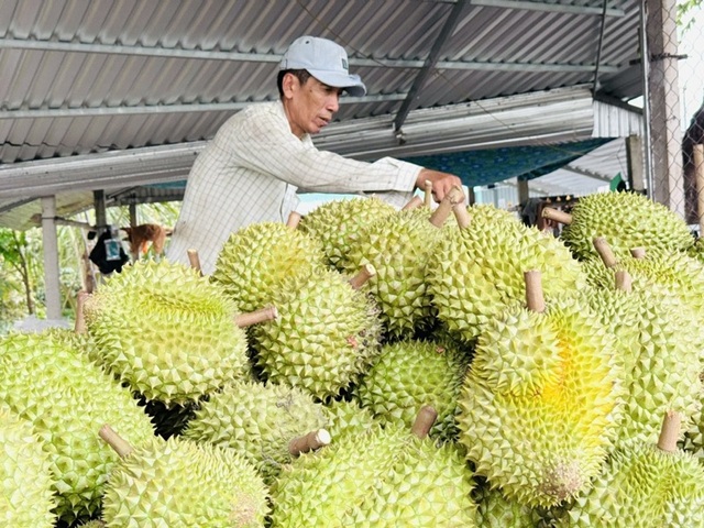Gỡ nút thắt mã số vùng trồng, mở rộng thị trường xuất khẩu sầu riêng