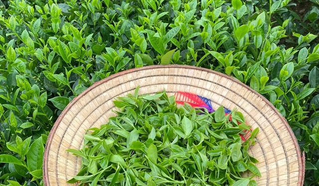 Xuất khẩu chè: Nâng chuẩn chất lượng, kiến tạo giá trị