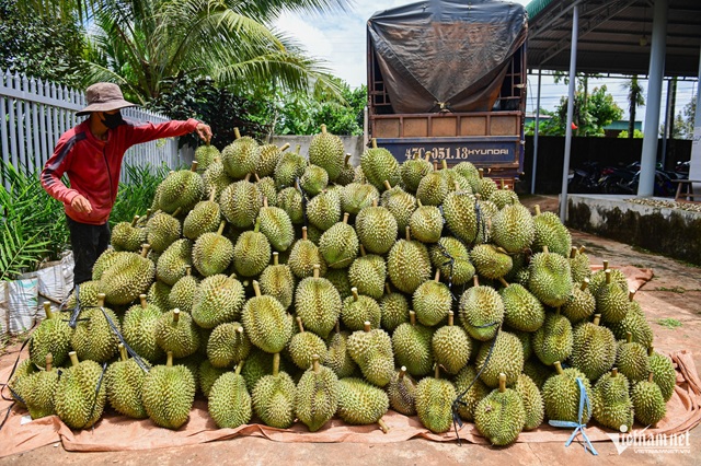 Xuất khẩu sầu riêng thu tiền nhiều kỷ lục