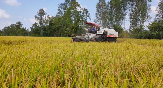 Cập nhật thông tin, linh hoạt điều hành xuất khẩu gạo