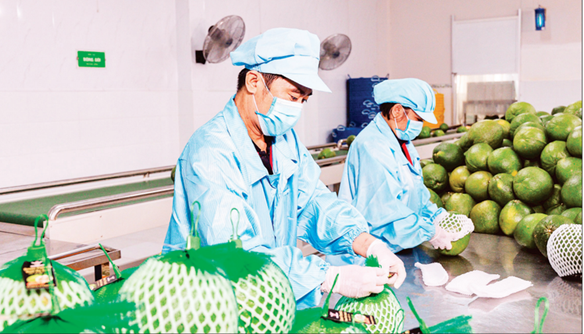 Thích ứng để giảm rủi ro và giữ vững tăng trưởng