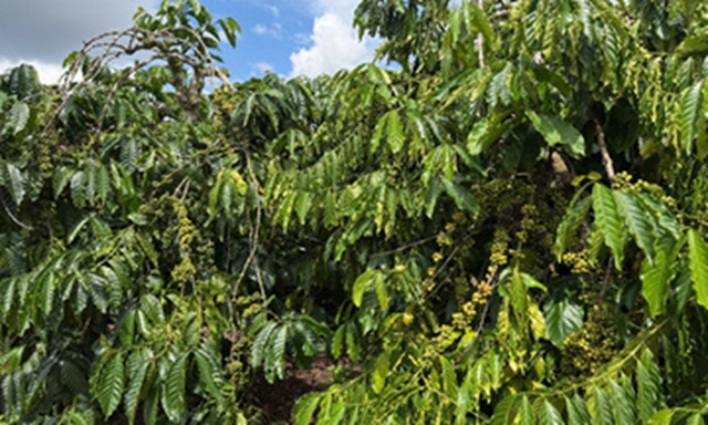 Giá cà phê hôm nay 31/1/2026: Tăng nhẹ tại Đắk Lắk