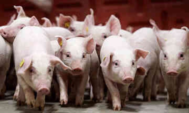 Giá lợn hơi áp sát 70.000 đồng/kg, thịt lợn ngoài chợ lại đua tăng