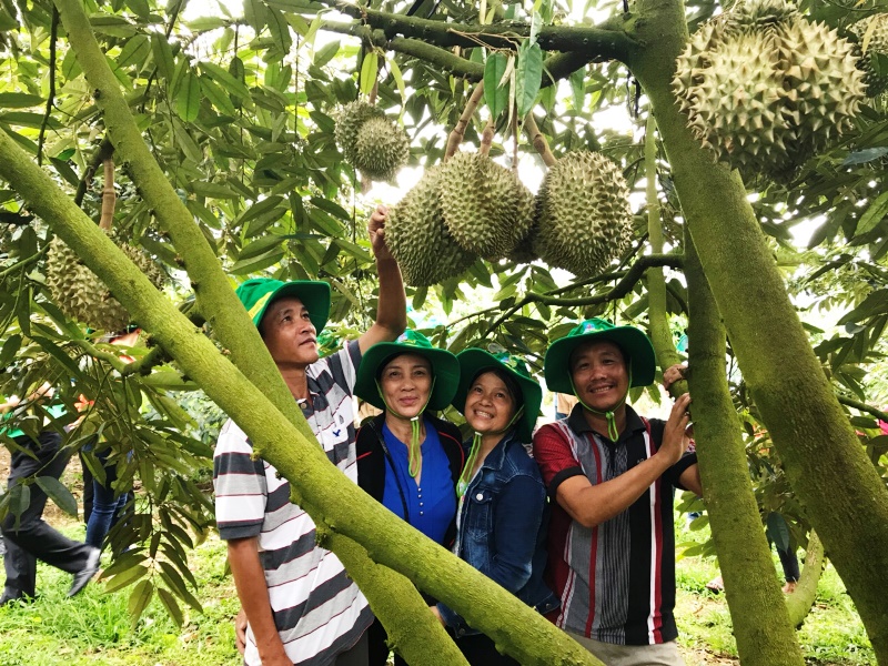 Phân bón Phú Mỹ: Bí quyết cho cây sầu riêng và dưa tại miền Trung – Tây Nguyên những mùa bội thu