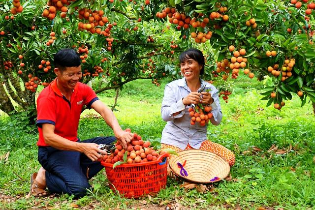 Giá vải thiều Bắc Giang cao kỷ lục