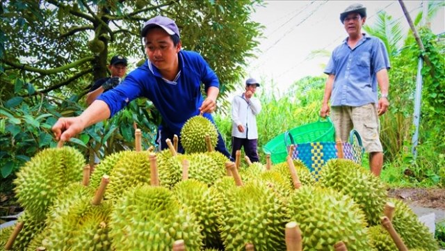 Nông dân tăng diện tích trồng khi sầu riêng trúng mùa, được giá