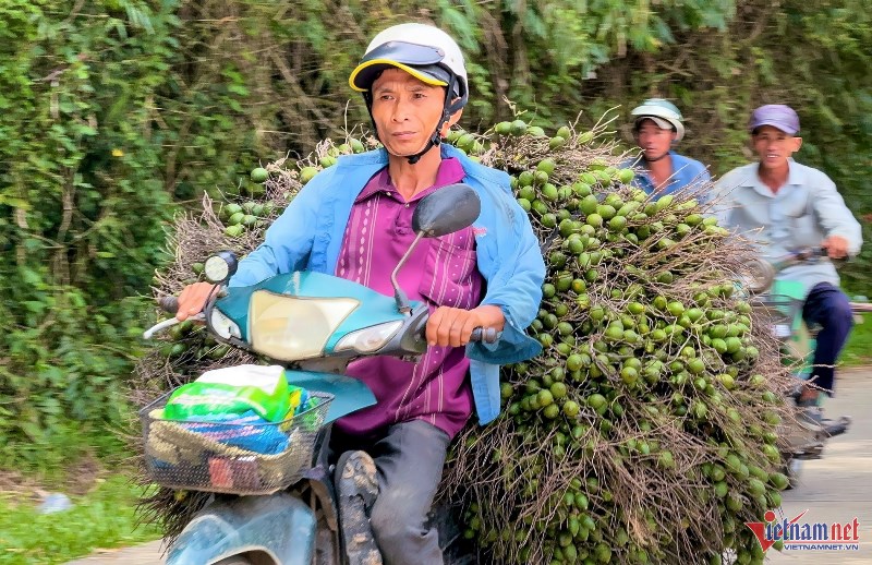 Giá cau vọt lên đỉnh rồi lao dốc: ‘Công thức’ lặp nhiều lần, nông dân 'hay quên