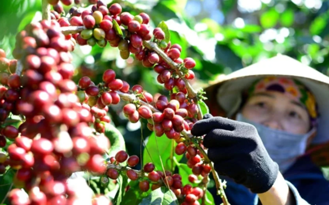 Giá cà phê tăng mạnh, tồn kho Arabica xuống mức thấp nhất