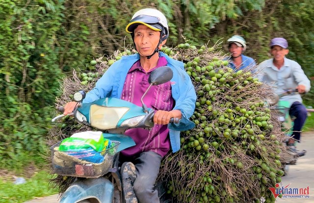 Giá tăng kỷ lục, 1 tấn cau tươi bằng cả lượng vàng