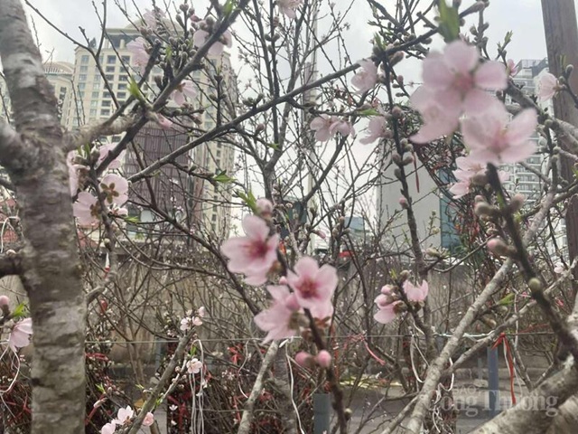 Đào rừng xuống phố, hút khách chơi Tết sớm