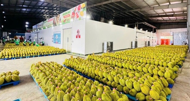 Xuất khẩu rau quả khởi sắc đầu năm