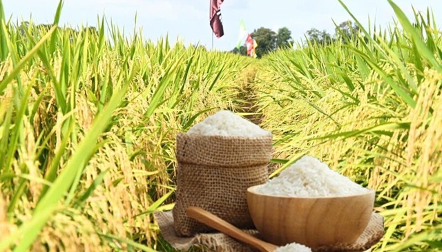 Giá lúa gạo hôm nay ngày 22/12: Gạo xuất khẩu biến động nhẹ