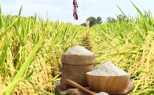 Giá lúa gạo hôm nay ngày 29/3, tuần qua: Gạo xuất khẩu đảo chiều tăng