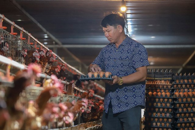Giá trứng gà giảm còn hơn 1.000 đồng/quả vì tin đồn thất thiệt