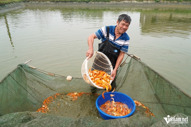 Cá chép đỏ cúng ông Công ông Táo tăng giá theo ngày