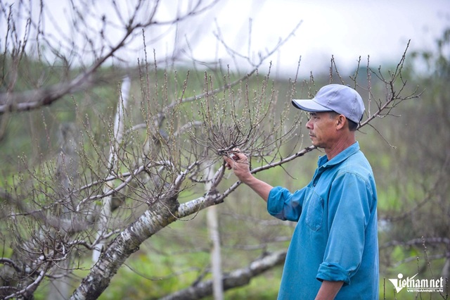 Chưa kịp xuống lá, vườn đào phai ở Thanh Hoá đã được thương lái chốt đơn