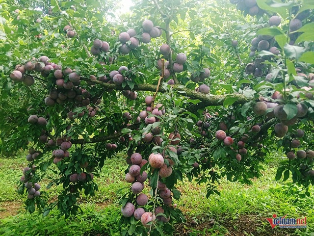 Sự thật về thông tin mận hậu rớt giá chỉ còn 2.000-3.000 đồng/kg