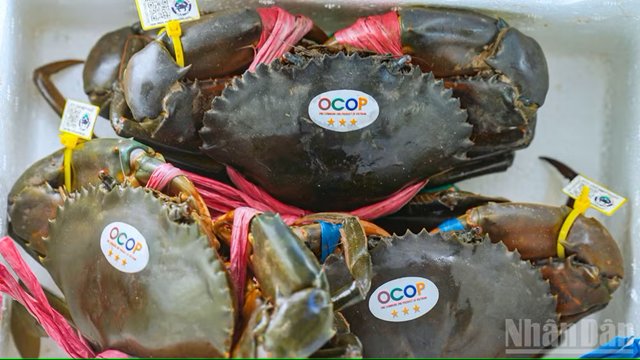 Khát vọng số nơi Đất Mũi-Cà Mau