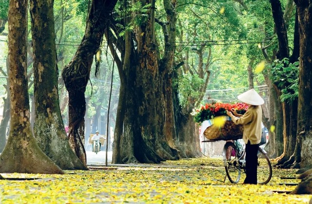 Mùa thu xuống phố