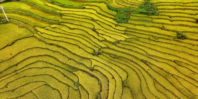 Ngắm ruộng bậc thang vàng óng, đẹp mơ màng giữa đại ngàn Tây Bắc