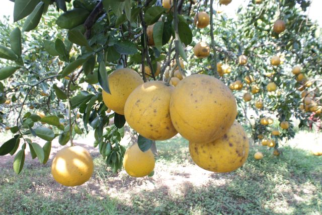 Thăm miệt vườn OCOP bưởi Diễn thôn Lam Điền, xã Quảng Bị