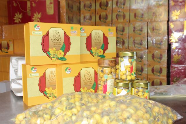 Hà Nội: Phát triển sản phẩm OCOP Trà hoa vàng theo mô hình đa hệ sinh học dược liệu dưới tán rừng