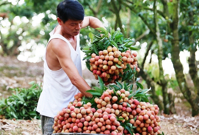 Lần đầu tiên vải thiều tươi được xuất khẩu qua cửa khẩu tại Móng Cái