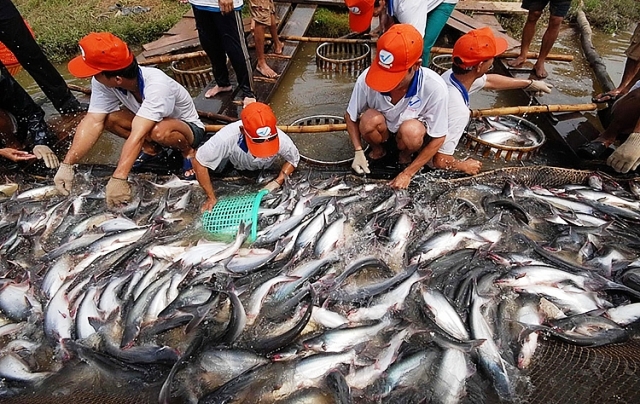 Xuất khẩu cá tra nhiều cơ hội gia tăng tại các thị trường nhỏ