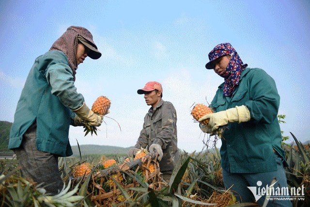 Thị trường Trung Quốc khó tính ngang Mỹ, nông sản Việt hết thời gò ép chạy đua sản lượng