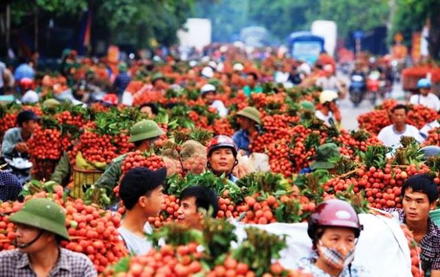 201 thương nhân Trung Quốc lên kế hoạch thu mua vải thiều Việt Nam