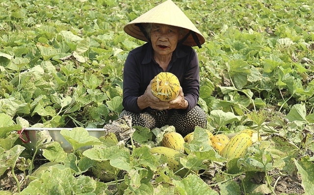 Trúng mùa dưa bở - nông dân Nghệ An kiếm bội tiền