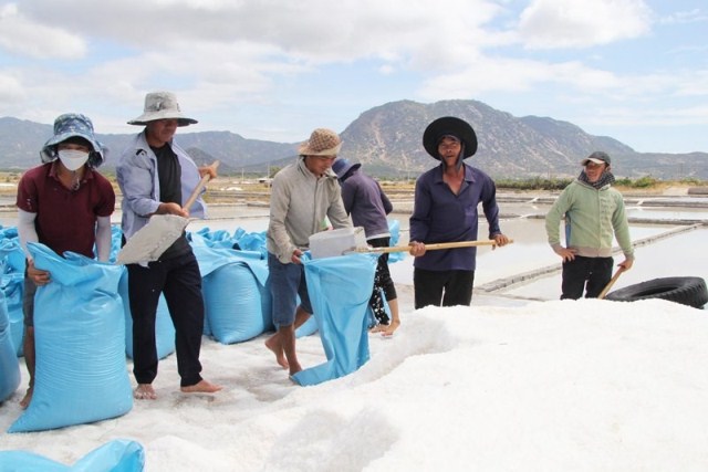 Diêm dân Ninh Thuận thu lãi từ giá muối tăng cao