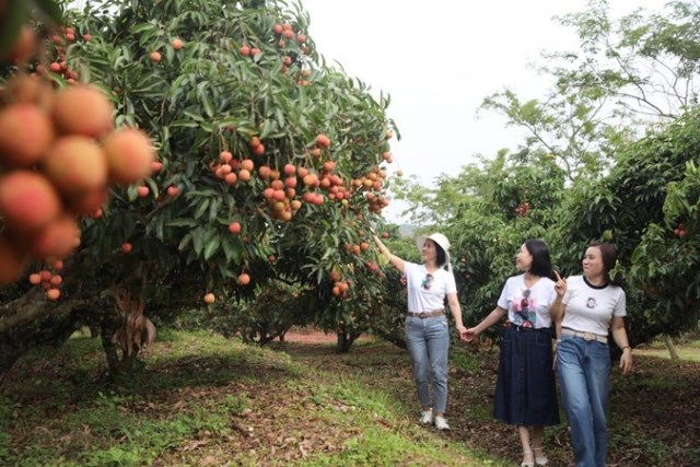 Du lịch Lục Ngạn mùa vải chín